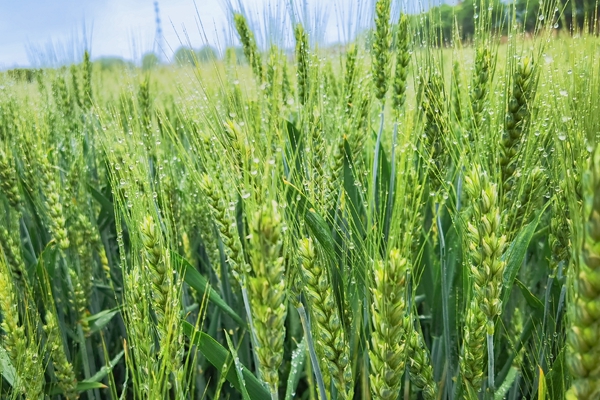 1685498031490421.jpg 配图_副本.jpg